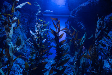 Views of the Singapore Oceanarium