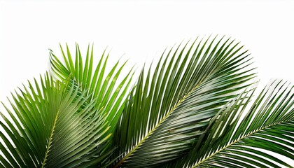 Obraz premium Vibrant Green Palm Tree Leaves Isolated On A Transparent Background Generative Ai