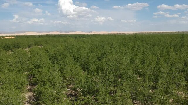 NOGALERAS CHIHUAHUA MEXICO HUERTAS DE NUECES