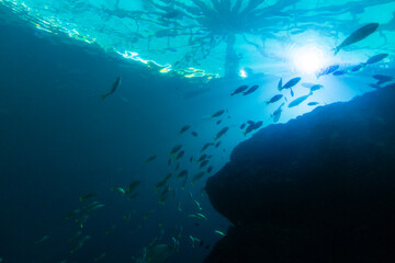 Views of the Singapore Oceanarium