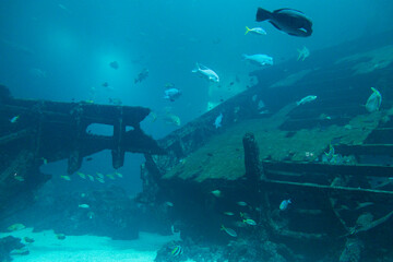 Views of the Singapore Oceanarium