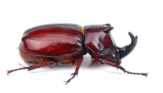 Side view of a reddish-brown beetle