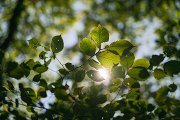 green leaves background in sunny day in forest with sunlight and shadows