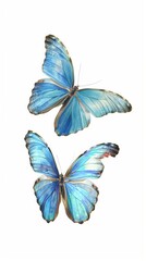 two blue morpho butterflies flying on white background delicate iridescent wings natural science display airy graceful motion copyspace concept of education nature jewelry