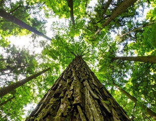 Lush forest canopy viewed from below