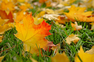 Fallen Red And Yellow Maple Leaf, Carpet of Autumn Leaves