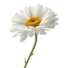 Fototapeta premium White daisy flower with yellow center isolated on a black background in natural light photography