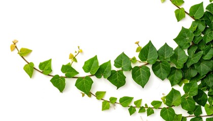 Green ivy vine on white background