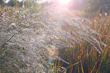 Branches of asparagus officinalis in morning dew illuminated by rays