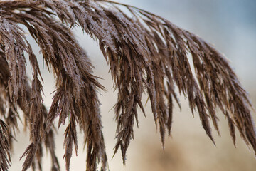 Hoarfrost on dry grass in the winter