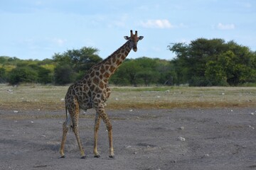 Steppengiraffe (giraffa camelopardalis) trinkt am Wasserloch Chudop im Etoscha Nationalpark