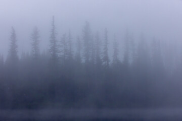 Fototapeta premium Trees and Fog