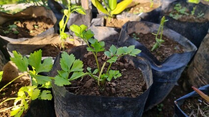 Celery seedlings in garden pots.