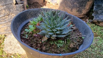 Aloe succulent in black pot outdoors.