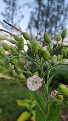 Tobacco Plant Blossom Closeup.