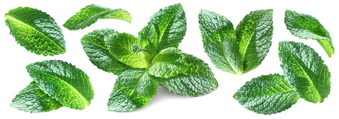 Set of bright ripe mint leaves with mint top isolated on transparent background.
