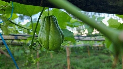 Chayote growing in farm field.