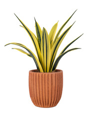 Indoor Decorative Green and Yellow Plant in Terracotta Pot Isolated on Transparent Background.