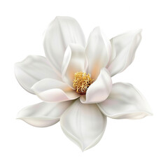 Obraz premium Beautiful white magnolia flower isolated on transparent background
