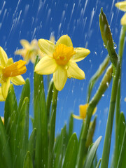 Rain droplets falling down on bunch of fresh daffodils over blue sky