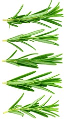Naklejka premium Fresh rosemary sprigs, isolated on white