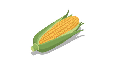 Freshly Harvested Corn on the Cob with Green Husk.