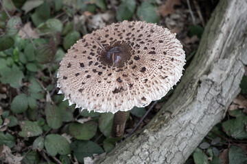 Mushroom next to tree
