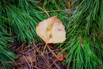 Fallen Yellow Leaf Resting on Lush Pine Needles in Forest