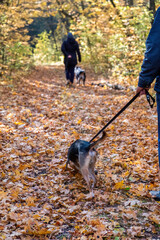 Person Walking Dog Through Autumn Forest Trail