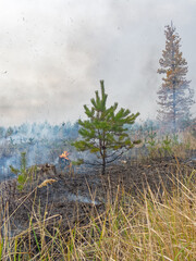 Young pine tree surviving amid a forest fire in a burned landscape
