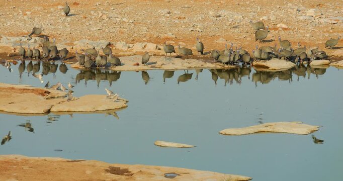 4K video; various birds at a water source in early morning light; Helmeted guinea fowl (Numida meleagris) and Ring-necked dove (Streptopelia capicola)