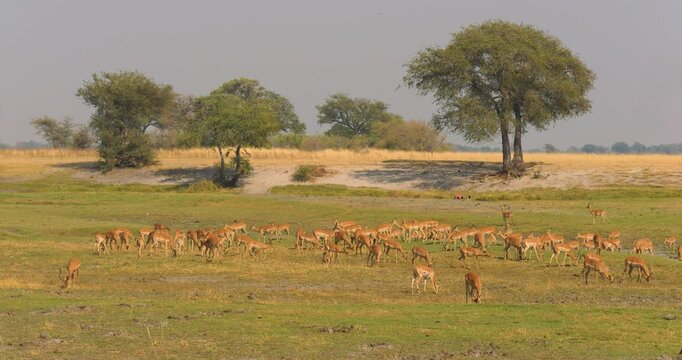 4K video; herd of Impalas (Aepyceros melampus) grazing on the floodplain of the Chobe river, Botswana