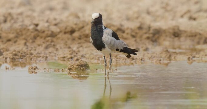 4K video; Blacksmith Lapwing (Vanellus armatus) standing in a small lake grooming its feathers, Etosha National Park Namibia
