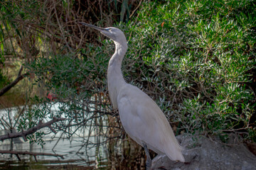 Heron standing in front of a pond