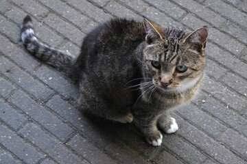 Street cat. Homeless animal. Homeless cat. 