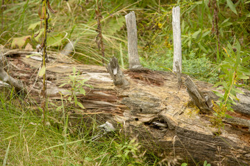 dead tree in the forest