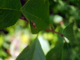 Fototapeta premium true bug on a leaf summer garden