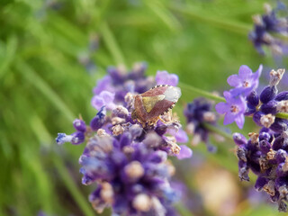 true bug on a leaf summer garden