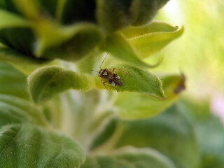 true bug on a leaf summer garden