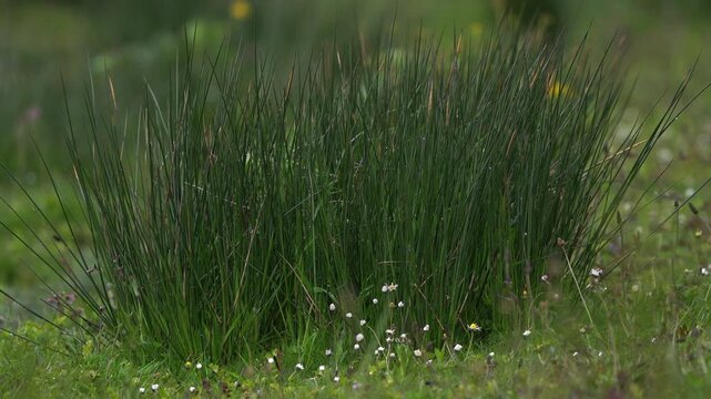  Juncus effuses, commonly known as soft rush, common rush, bog rush or mat rush in spring growing in a meadow