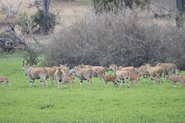 Obraz premium Herd of African wildlife
