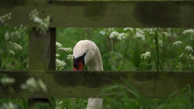 A mute swan (Cygnus olor) looking at you while sitting behind a wooden fench