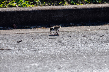 A Masked Lapwing (Vanellus miles) chick confidently carries a long worm