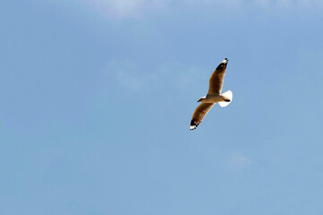 A Silver Gull (Chroicocephalus novaehollandiae) soaring gracefully