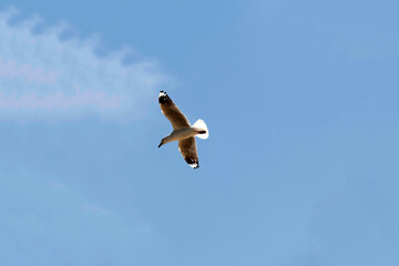 A Silver Gull (Chroicocephalus novaehollandiae) soaring gracefully