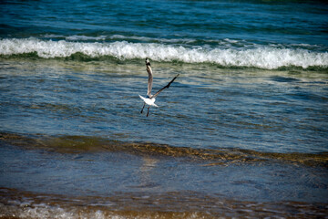 A Silver Gull (Chroicocephalus novaehollandiae) takes flight