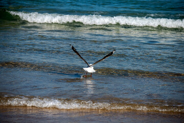 A Silver Gull (Chroicocephalus novaehollandiae) takes flight