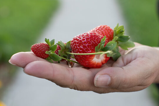 ripe strawberries in a child's girl hands on organic strawberry farm, people picking strawberries in summer season, harvest berries. banner