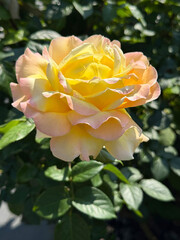 Splendid rose flower yellow pink petals.