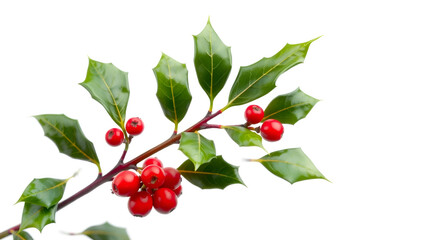 A detailed sprig of holly isolated on transparent background